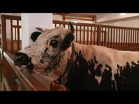 Zwillings-Kälber bei den Pustertaler Sprinzen