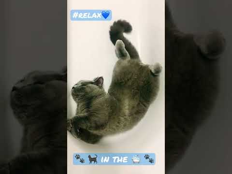 British shorthair cat loves bathtub 🛁💙🐾🐈‍⬛🔝