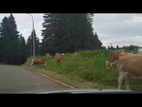 Kopaoničke krave koje daju mleko