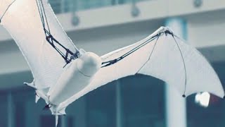 Vola come un pipistrello ma è un robot: quando la scienza imita Madre Natura