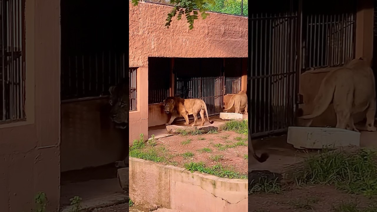 YouTube Short thumbnail