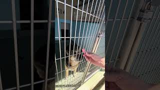 Video preview image #1 German Shepherd Dog Puppy For Sale in Pasadena, CA, USA