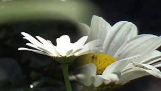 Mark Knopfler, Old Pigweed with Lyrics