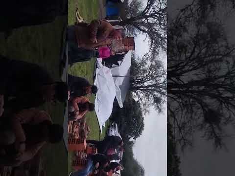 SAUCE CORRIENTES ARGENTINA AMIGO INSEPARABLE 