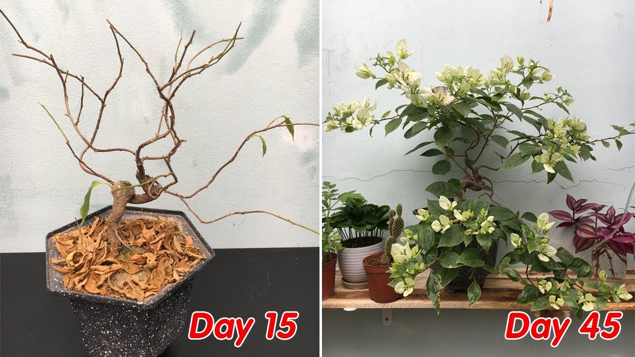 Watch video Your bougainvillea is not blooming, do it my way Now Your bougainvillea is not blooming, do it my way