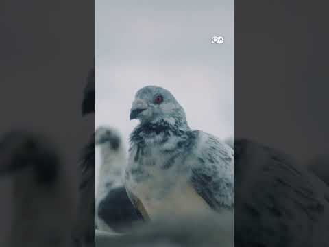 The Ancient Pigeon Game 