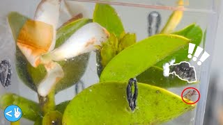 Jumping Spider feeding on a Fruit Fly!