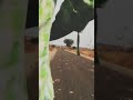 Beete Lamhe Video Song Cinematography The Train