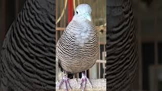 Download lagu Burung Perkutut Lokal Gacor Suara Kung Besar Pancing Burung Perkutut Agar Cepat Berkicau #shorts mp3 Download lagu Burung Perkutut Lokal Gacor Suara Kung Besar Pancing Burung Perkutut Agar Cepat Berkicau #shorts mp3