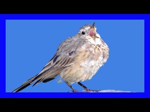 Ľabtuška okrová (Anthus rubescens) — správanie, biotop a hlas