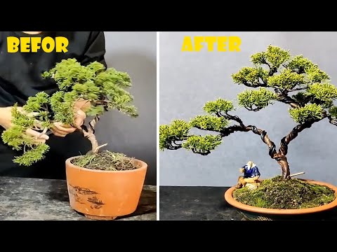 How to bend and prune great bonsai - A guide for beginners to bonsai #12
