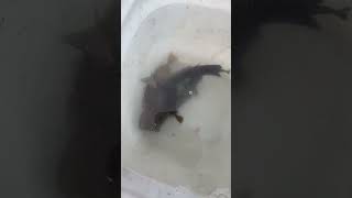 3月30日月曜日のサビキ釣果。ニザダイ、グレ（尾長と口太）、アイゴ（バリコ）、スズメダイ。半時間ほどで。アジは好調。和歌山県みなべ町堺堤防。