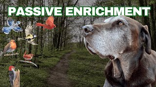 Mental Stimulation for Dogs: Watching Birds in the Park with my Senior Dogs