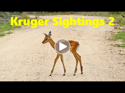 Kruger Sightings 2 - Lion, Winding Road, Baby Impala