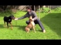 Dog Aggression Towards Other Dogs Put A Stop To Dominant Behavior Dog Aggression NOW