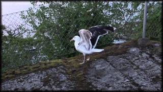preview picture of video 'Confused seagull @ Kragerø, Norway [HD]'