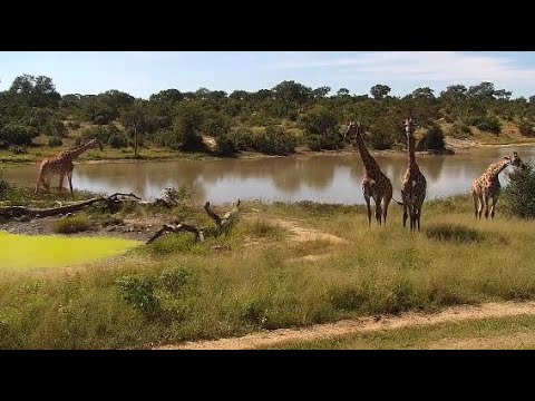 Djuma: Four Giraffes - 12:20 - 05/02/20