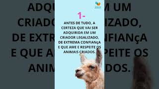 Minha Juanita ❤️🦙 #lhama #juanita #pets #muitoamor #sabado