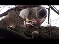 City-dwelling Northern Goshawk (Accipiter gentilis) eating its prey [HD]
