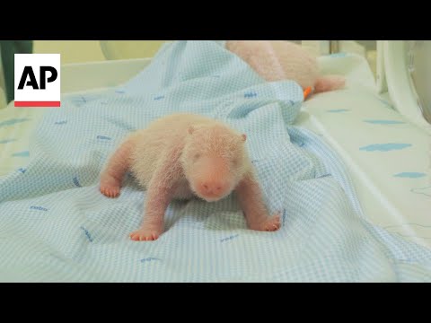 Indonesia welcomes birth of giant panda cub