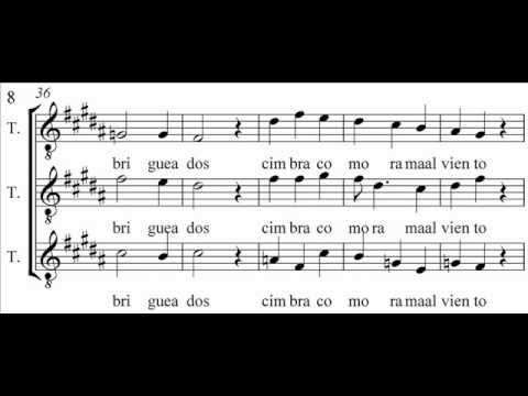 Aca Seca Trío - "Canto en la rama"
