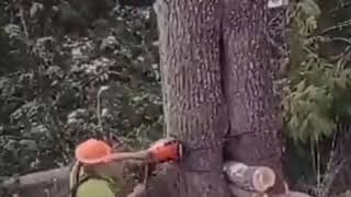 Wow! Man cuts down large tree and a baby bear come