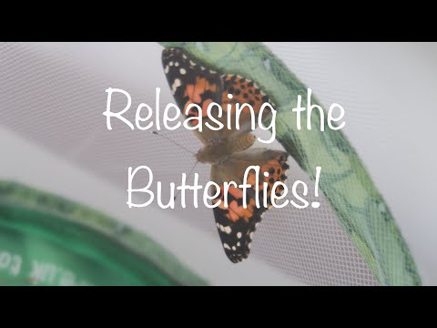 Releasing the Butterflies! (Vanessa cardui)