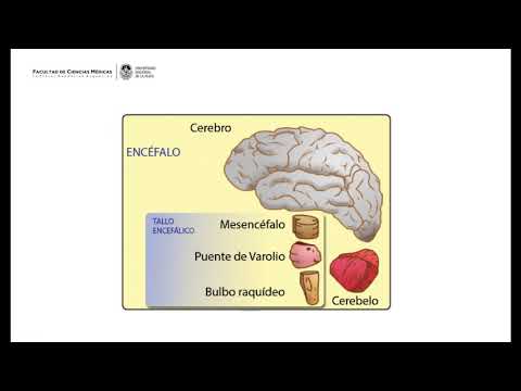 Farmacología del Sistema Nervioso Central
