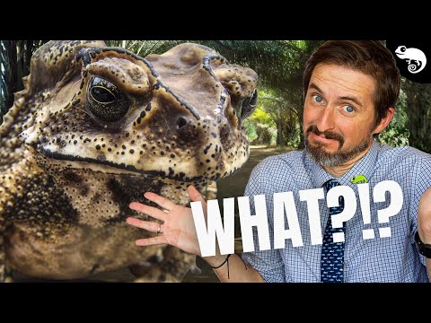 Toads Are Tree Frogs and Nobody Told Me!