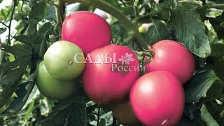 Советы по выращиванию томатов