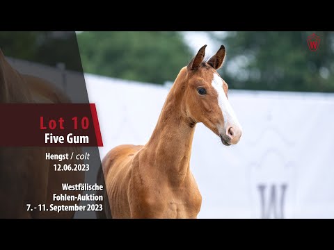Fohlen-Auktion Lot 10 Five Gum Hengst v. Fanegro - Stedinger