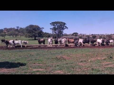Fazenda Leiteira à Venda em Curvelo MG: 11 Mil Litros/Dia e 812 Hectares de Alta Performance