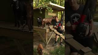 The Best Goat Shelter