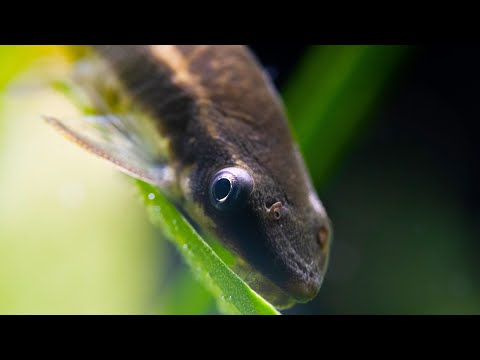 Watch Video on YouTube