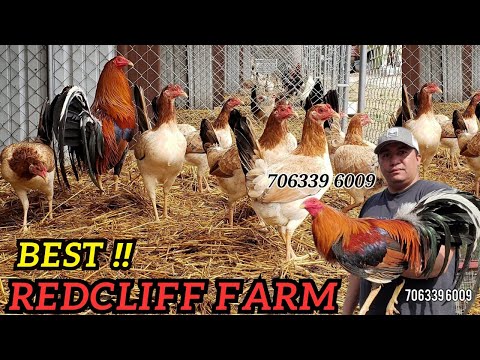 Adrian Francisco Apollo Sweater Archer Boston Roundhead White Claret - RED CLIFF FARM