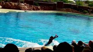 preview picture of video 'dolphins play fly amazing show in attica park spata greece'