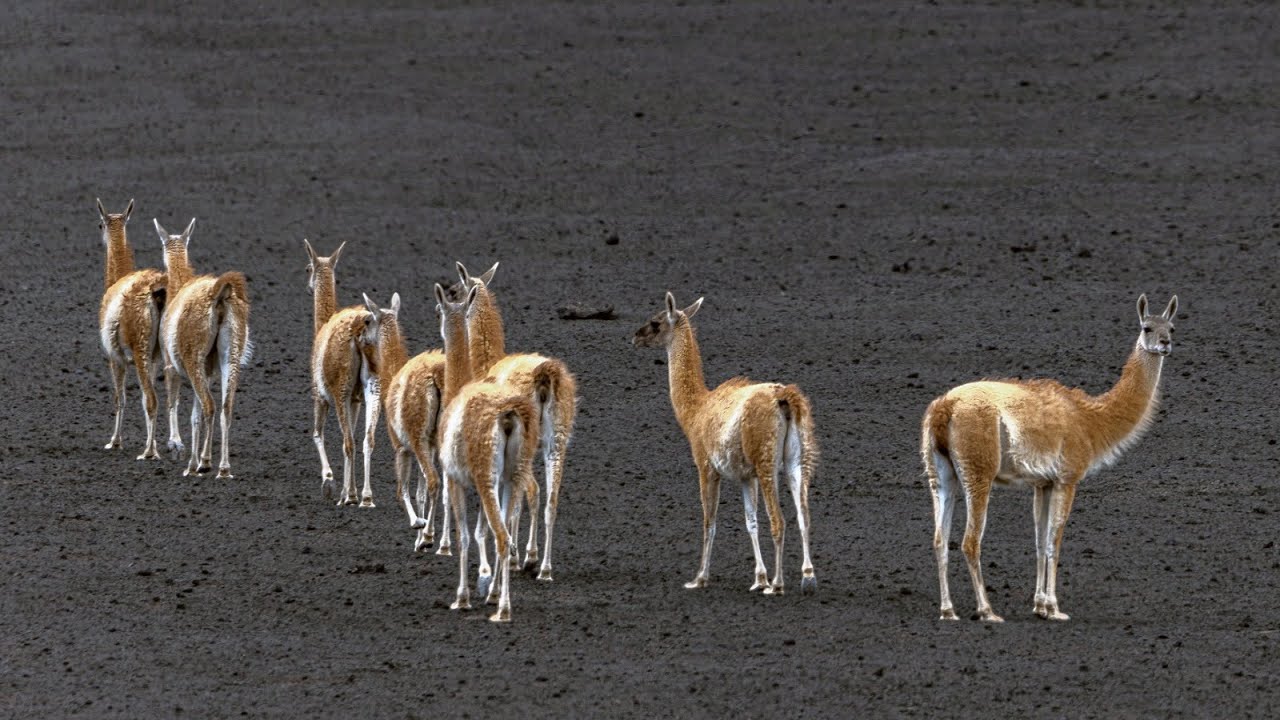 Movimientos migratorios de guanacos en La Payunia
