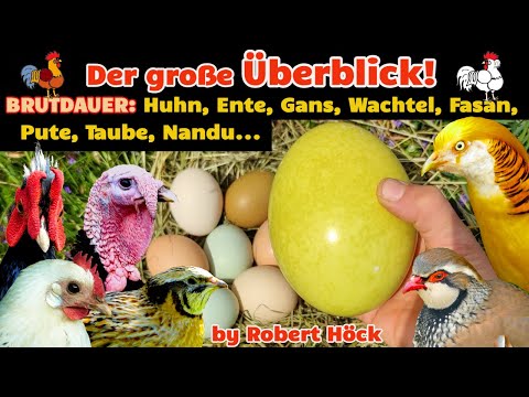 Großer Überblick zur Brutdauer: Ente, Gans, Wachtel, Huhn, Fasan, Taube, Nandu, Pute, Pfau! Brutzeit