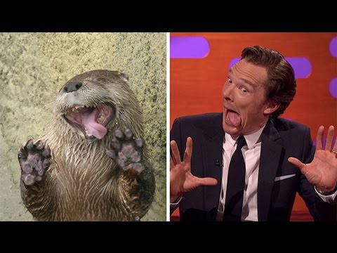 Benedict Cumberbatch vs an otter: who imitate who?