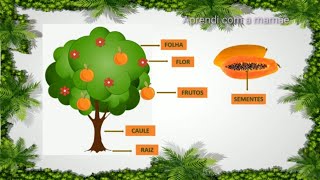 AS PARTES DAS PLANTAS E SUAS FUNÇÕES- COMPLETO- 2 ANO- educação infantil