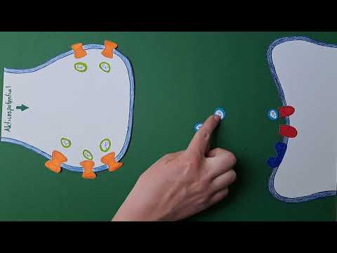 Wirkung von Nikotin auf das menschliche Gehirn