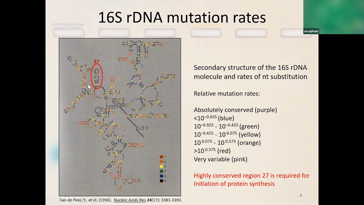 Primer & Probe Design (oligonucleotides, also called oligos) - Part 2