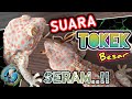 SUARA TOKEK BESAR SERAM Pengantar Tidur | The sound of a big spooky Gecko in bed