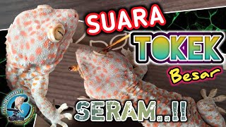 Download lagu SUARA TOKEK BESAR SERAM Pengantar Tidur The sound ... mp3