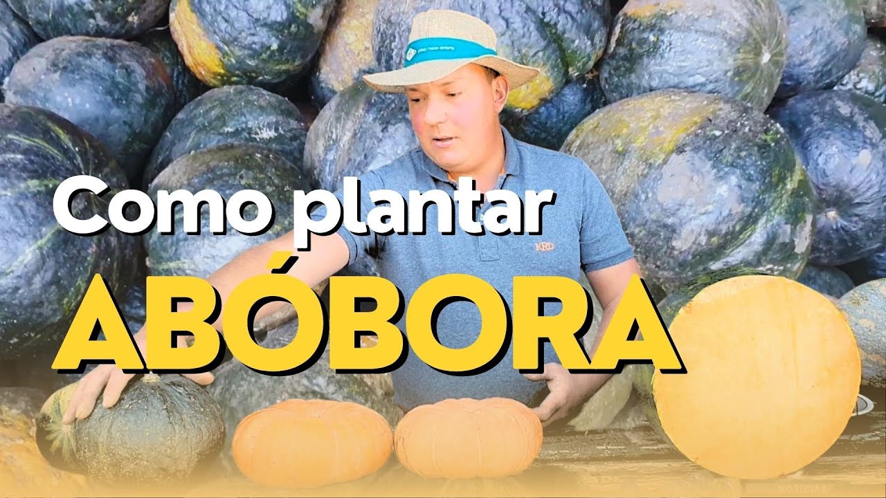 COMO PLANTAR ABÓBORA - RBV Agro - 15/07/23