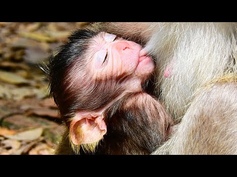CUTE VIXEN CAN NOT OPEN HER EYE COS FALL SLEEP WITH YUMMY MILK MOM. DRINK SLOW MOTION.