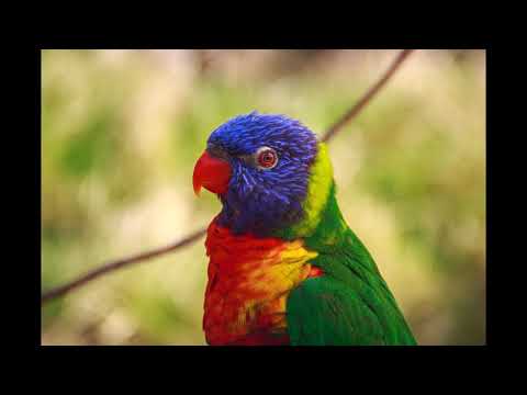 Welcome to Amazonas - DJFARRU