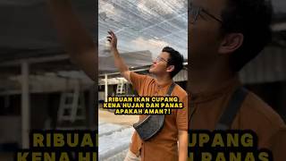 Download lagu Ribuan ikan cupang kena hujan dan panas, apakah aman?! #fishkinian #aquarium #fishcupang #aquascape mp3 Download lagu Ribuan ikan cupang kena hujan dan panas, apakah aman?! #fishkinian #aquarium #fishcupang #aquascape mp3