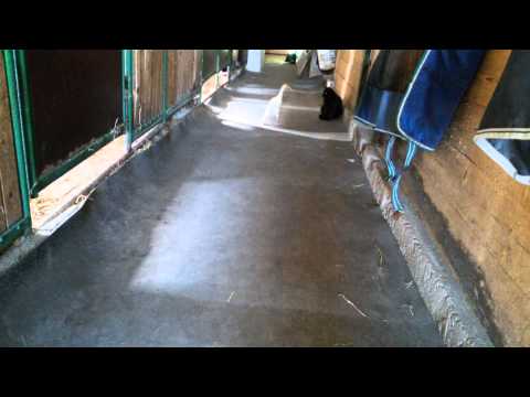 Gustav und die Katzen