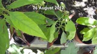 Avocado Tree Problems